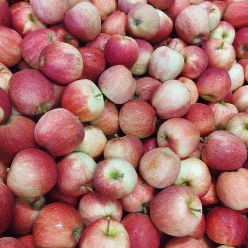 Photo de: Pomme à couteau "Gala"